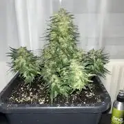 Doppler by Paradise Seeds