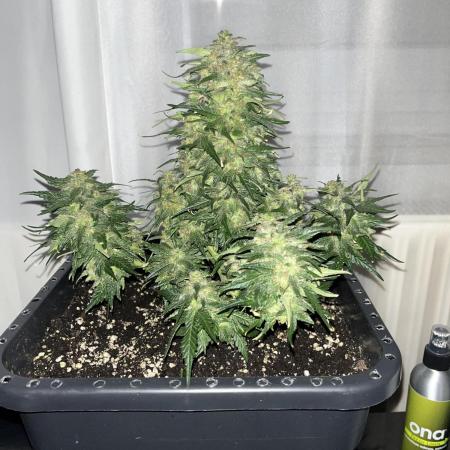 Doppler by Paradise Seeds