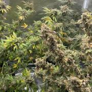 Nebula by Paradise Seeds