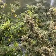 Nebula by Paradise Seeds