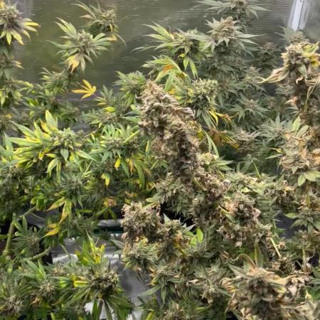 Nebula by Paradise Seeds