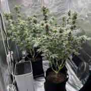Nebula by Paradise Seeds
