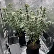 Nebula by Paradise Seeds