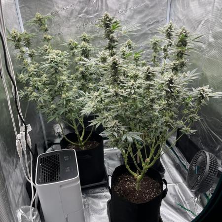 Nebula by Paradise Seeds