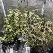 Nebula by Paradise Seeds