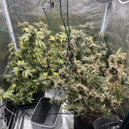 Nebula by Paradise Seeds