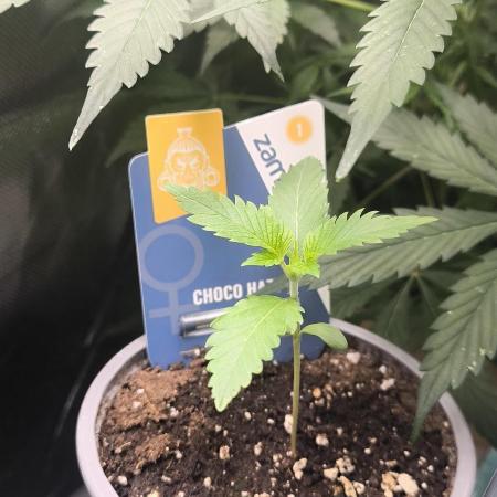 Lemon Power Haze,Choco Haze