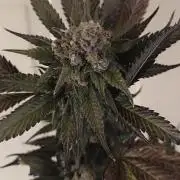 Bruce Banner,Gorilla Skittlez