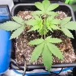 CBD Auto 20:1 Fast Buds