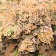 Bruce Banner,Gorilla Skittlez