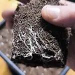 Sunday Punch Early Version