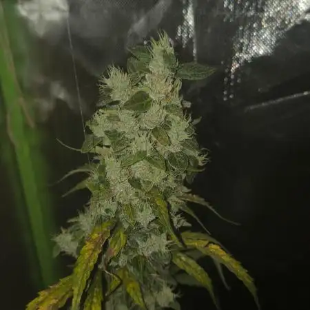 Wedding Cake Auto