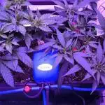 Gorilla Skittlez,Girl scout  Cookies