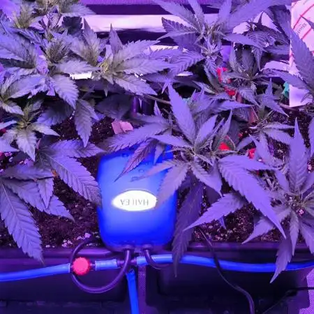 Gorilla Skittlez,Girl scout  Cookies