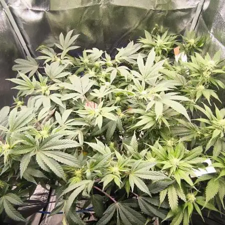 Bruce Banner,Gorilla Skittlez