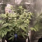 Sunday Punch Early Version