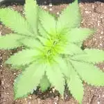 Sunday Punch Early Version