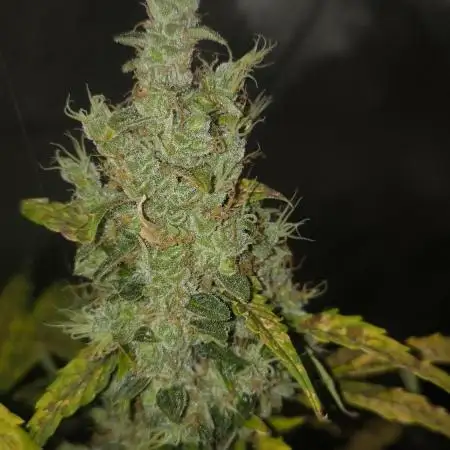 Wedding Cake Auto