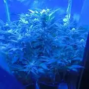 Gorilla Skittlez,Girl scout  Cookies