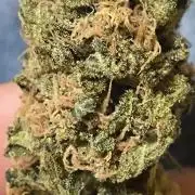 Bruce Banner,Gorilla Skittlez