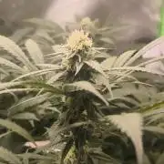 Gorilla Skittlez,Girl scout  Cookies