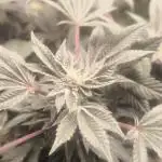 Bruce Banner,Gorilla Skittlez