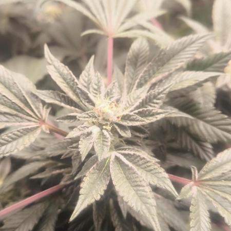 Bruce Banner,Gorilla Skittlez