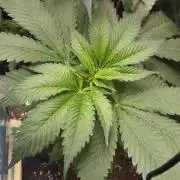 Sunday Punch Early Version