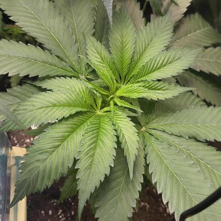 Sunday Punch Early Version