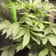 CBD Auto 20:1 Fast Buds