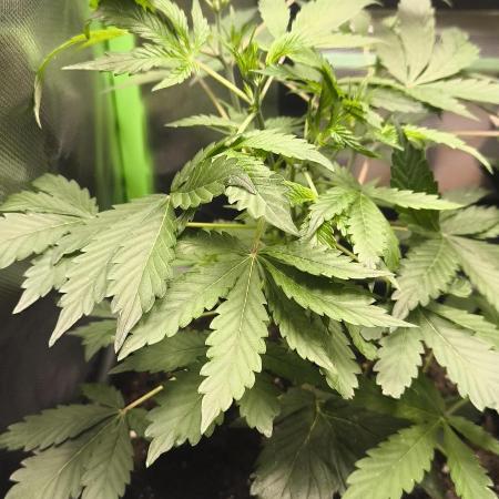 CBD Auto 20:1 Fast Buds