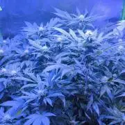 Gorilla Skittlez,Girl scout  Cookies