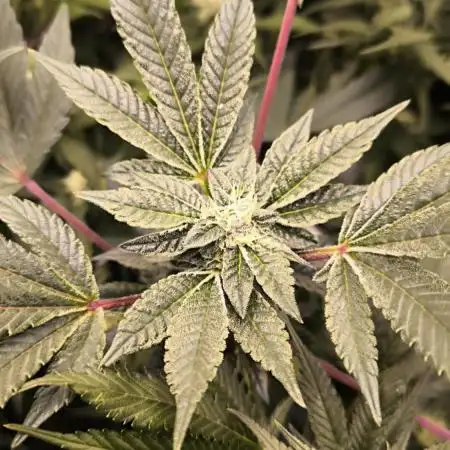 Bruce Banner,Gorilla Skittlez