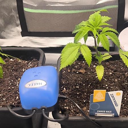 Lemon Power Haze,Choco Haze