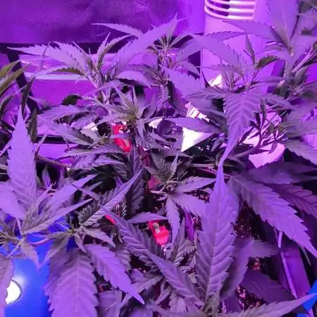 Gorilla Skittlez,Girl scout  Cookies
