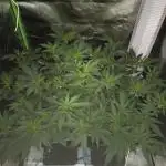 Gorilla Skittlez,Girl scout  Cookies