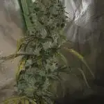 Wedding Cake Auto