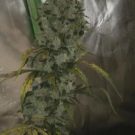 Wedding Cake Auto