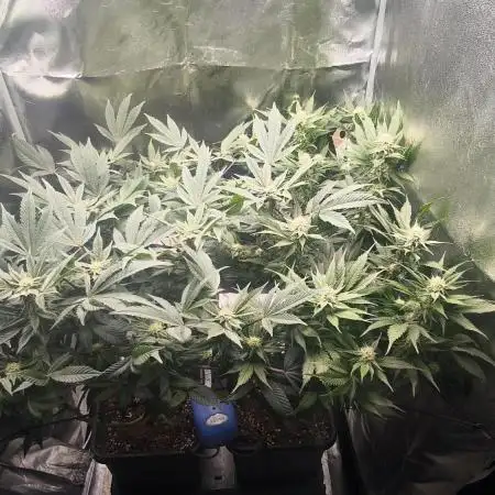 Bruce Banner,Gorilla Skittlez