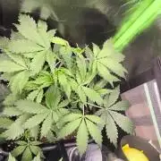 CBD Auto 20:1 Fast Buds