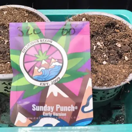 Sunday Punch Early Version