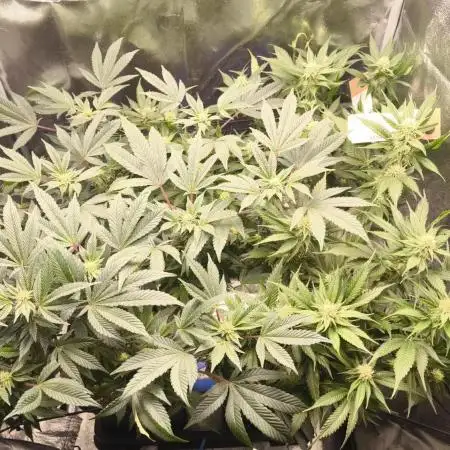 Bruce Banner,Gorilla Skittlez