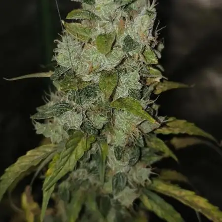 Wedding Cake Auto