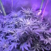 Gorilla Skittlez,Girl scout  Cookies