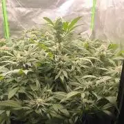 Gorilla Skittlez,Girl scout  Cookies