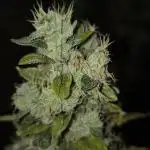 Wedding Cake Auto