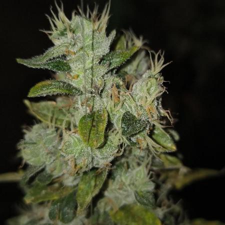 Wedding Cake Auto