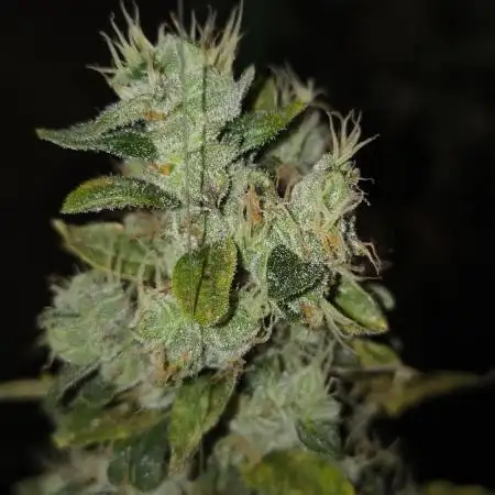 Wedding Cake Auto