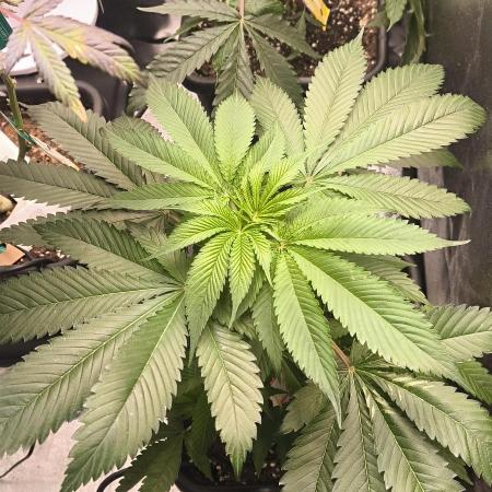 Sunday Punch Early Version