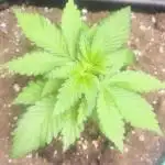 Sunday Punch Early Version